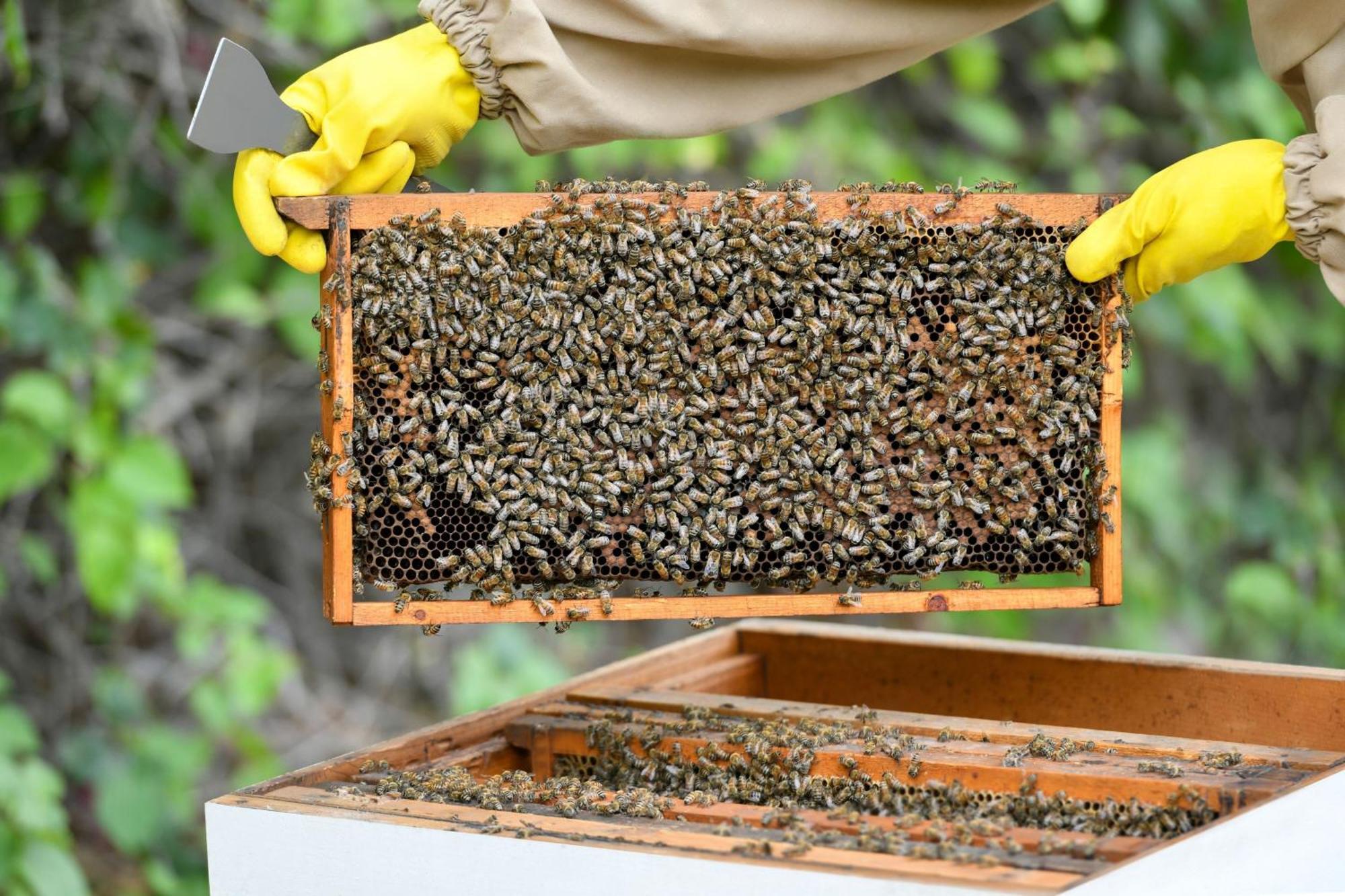 Sharq Village & Spa, A Ritz-Carlton Hotel Doha Ngoại thất bức ảnh Beekeeping